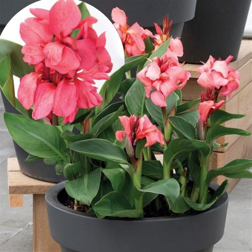 Canna indica 'Cannova Dark Bud Rose' - India kanna 'Cannova Dark Bud Rose' P9/0,55L